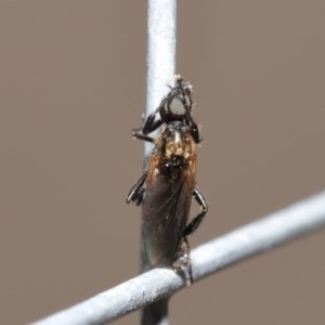 Bibionidae (family) at Acton, ACT - 20 Oct 2020