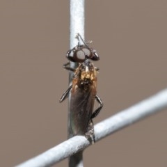 Bibionidae (family) at Acton, ACT - 20 Oct 2020 09:55 AM