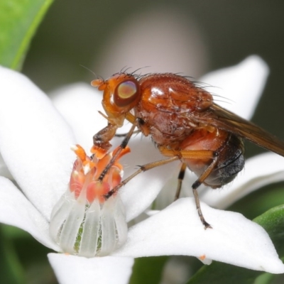 Lauxaniidae (family) (Unidentified lauxaniid fly) at Acton, ACT - 20 Oct 2020 by TimL