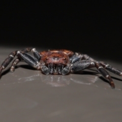 Cymbacha sp (genus) at Acton, ACT - 20 Oct 2020