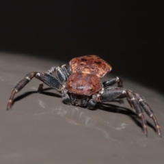 Cymbacha sp (genus) at Acton, ACT - 20 Oct 2020 12:14 PM