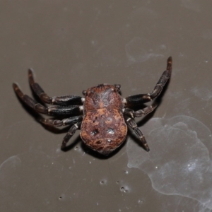 Cymbacha sp (genus) at Acton, ACT - 20 Oct 2020 12:14 PM