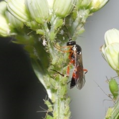 Ichneumonidae (family) (Unidentified ichneumon wasp) at Downer, ACT - 20 Oct 2020 by TimL