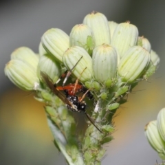 Ichneumonidae (family) at Downer, ACT - 20 Oct 2020