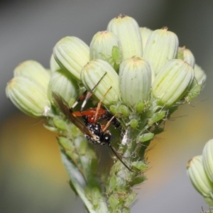 Ichneumonidae (family) at Downer, ACT - 20 Oct 2020