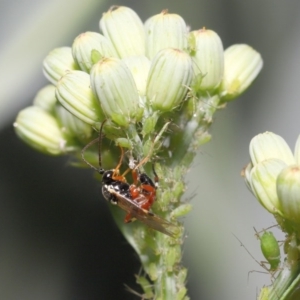 Ichneumonidae (family) at Downer, ACT - 20 Oct 2020