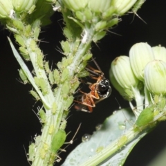 Ichneumonidae (family) at Downer, ACT - 20 Oct 2020