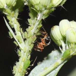 Ichneumonidae (family) at Downer, ACT - 20 Oct 2020