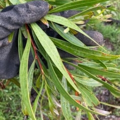 Hakea salicifolia at Bungendore, NSW - 23 Oct 2020