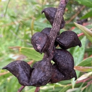 Hakea salicifolia at Bungendore, NSW - 23 Oct 2020