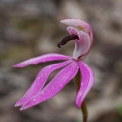 Caladenia congesta (Pink Caps) at Downer, ACT - 25 Oct 2020 by shoko