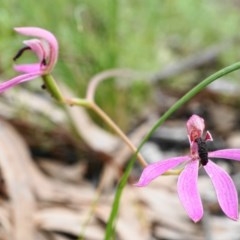 Caladenia congesta at Downer, ACT - 25 Oct 2020