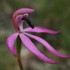 Caladenia congesta at Downer, ACT - 25 Oct 2020