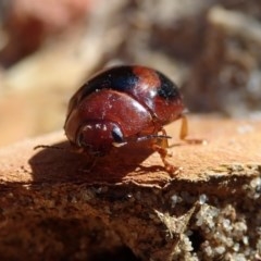 Paropsisterna erudita (Erudita leaf beetle) at Bodalla, NSW - 13 Oct 2020 by Laserchemisty