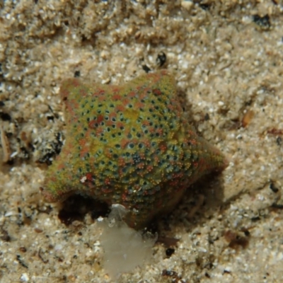 Parvulastra exigua (Rock pool seastar) at Dalmeny, NSW - 17 Oct 2020 by Laserchemisty