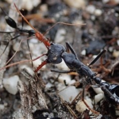 Myrmecia sp. (genus) (Bull ant or Jack Jumper) at Bodalla, NSW - 15 Oct 2020 by Laserchemisty