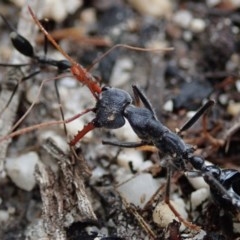 Myrmecia tarsata (Bull ant or Bulldog ant) at Bodalla, NSW - 16 Oct 2020 by Laserchemisty