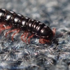 Polydesmida (order) (Armoured millipede) at Dalmeny, NSW - 12 Oct 2020 by Laserchemisty