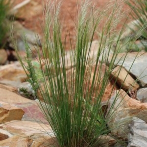 Austrostipa scabra at Gundaroo, NSW - 25 Oct 2020