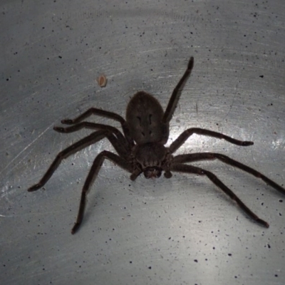 Isopeda sp. (genus) (Huntsman Spider) at Dalmeny, NSW - 17 Oct 2020 by Laserchemisty