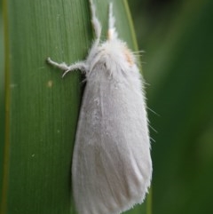 Euproctis (genus) (A Tussock Moth) at Dalmeny, NSW - 18 Oct 2020 by Laserchemisty