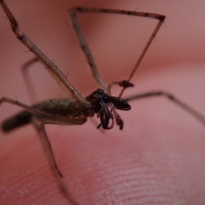 Tetragnatha sp. (genus) (Long-jawed spider) at Dalmeny, NSW - 15 Oct 2020 by Laserchemisty