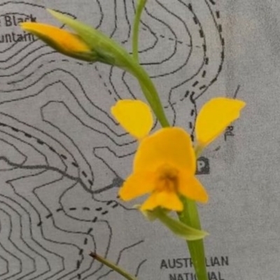 Diuris aequalis (Buttercup Doubletail) at Carwoola, NSW - 24 Oct 2020 by GeoffRobertson