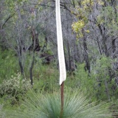 Xanthorrhoea glauca subsp. angustifolia (Grey Grass-tree) at Jedbinbilla - 24 Oct 2020 by trevsci