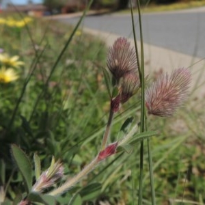 Trifolium arvense var. arvense at Conder, ACT - 1 Oct 2020