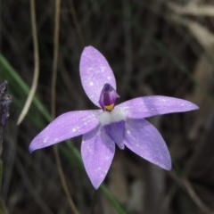 Glossodia major (Wax Lip Orchid) at Kaleen, ACT - 5 Oct 2020 by MichaelBedingfield