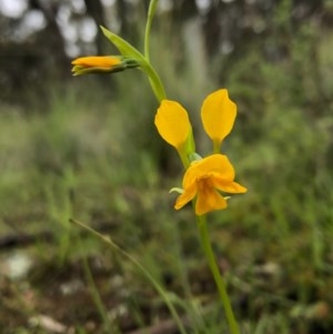 Diuris aequalis at suppressed - suppressed