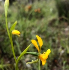 Diuris aequalis at suppressed - suppressed