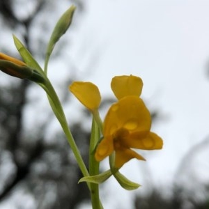 Diuris aequalis at suppressed - suppressed