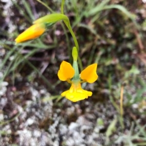 Diuris aequalis at suppressed - suppressed