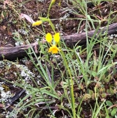 Diuris aequalis at suppressed - suppressed