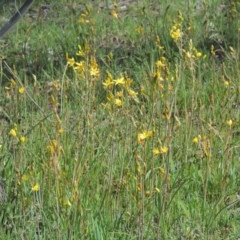 Bulbine bulbosa (Golden Lily, Bulbine Lily) at Kaleen, ACT - 5 Oct 2020 by MichaelBedingfield