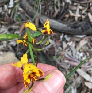 Diuris semilunulata at Downer, ACT - 25 Oct 2020