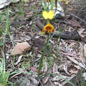 Diuris semilunulata at Downer, ACT - 25 Oct 2020