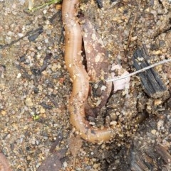 Oligochaeta (class) (Unidentified earthworm) at Wyndham, NSW - 17 Oct 2020 by JoyGeorgeson