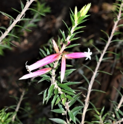 Epacris calvertiana var. versicolor at Robertson - 18 Aug 2020 by plants