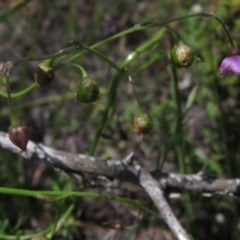 Arthropodium minus (Small Vanilla Lily) at Holt, ACT - 23 Oct 2020 by pinnaCLE