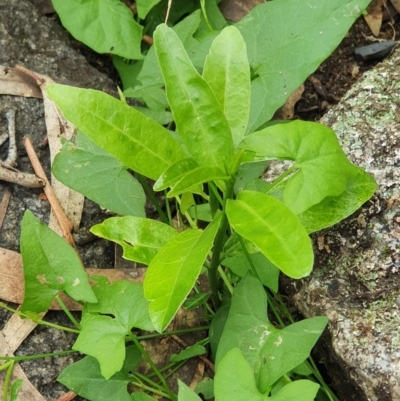 Unidentified Plant at Wyndham, NSW - 17 Oct 2020 by JoyGeorgeson