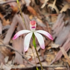 Caladenia moschata (Musky Caps) at Downer, ACT - 7 Oct 2020 by Philip