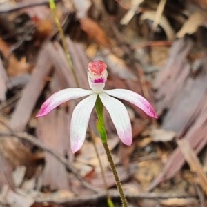 Caladenia moschata at Downer, ACT - suppressed