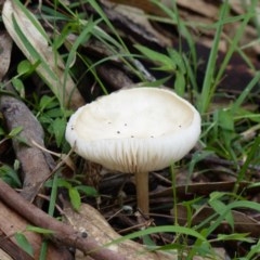 Unidentified Cup or disk - with no 'eggs' at Black Range, NSW - 25 Oct 2020 by MatthewHiggins