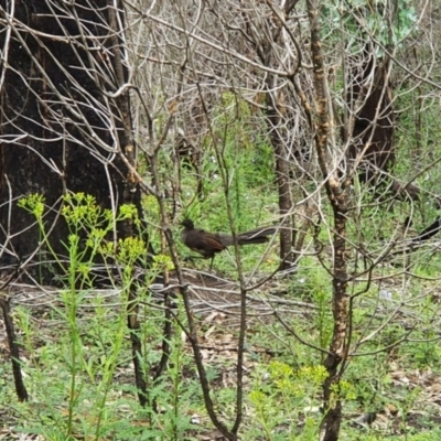 Menura novaehollandiae (Superb Lyrebird) at Wyndham, NSW - 17 Oct 2020 by JoyGeorgeson