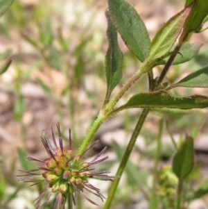 Opercularia hispida at Hawker, ACT - 23 Oct 2020