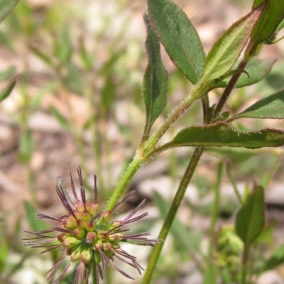 Opercularia hispida (Hairy Stinkweed) at Hawker, ACT - 23 Oct 2020 by pinnaCLE