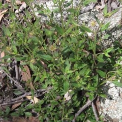 Opercularia hispida at Hawker, ACT - 23 Oct 2020