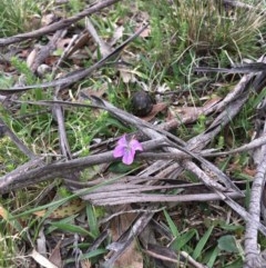 Viola betonicifolia at Mount Clear, ACT - 8 Oct 2020